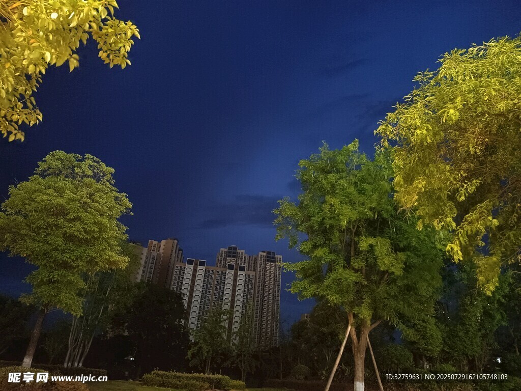 夜幕下的樹木與高樓