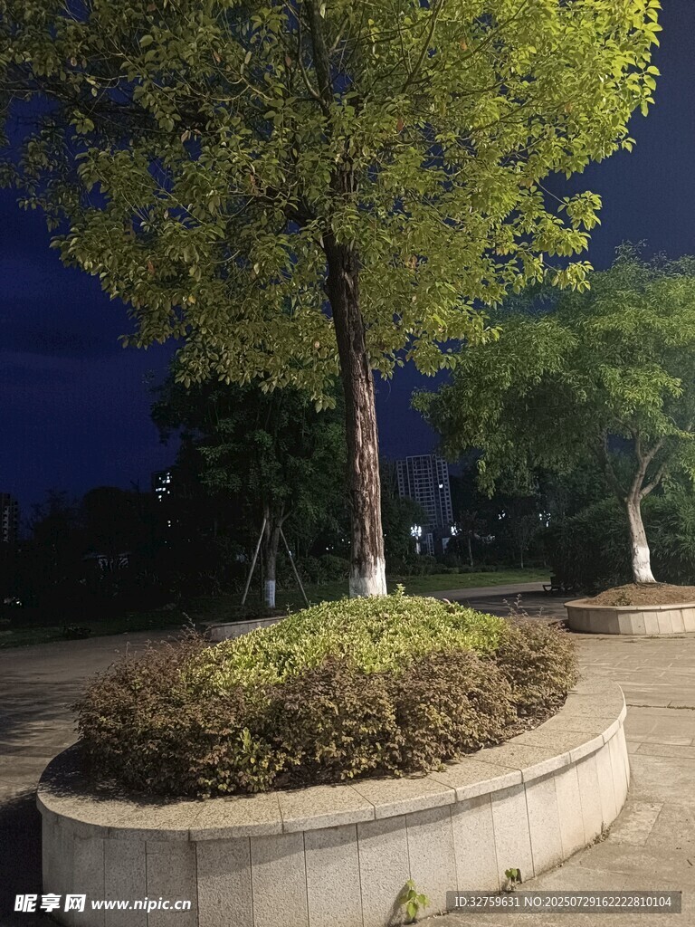 夜晚圓形花壇中的綠樹
