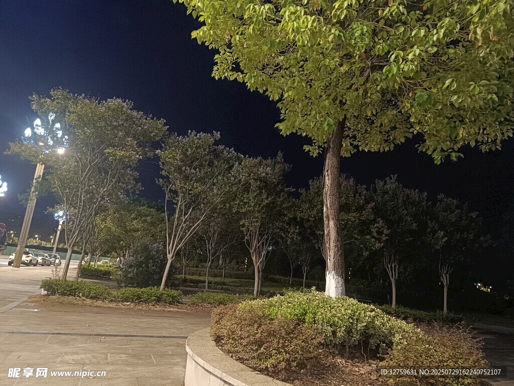 夜晚路旁綠樹景觀