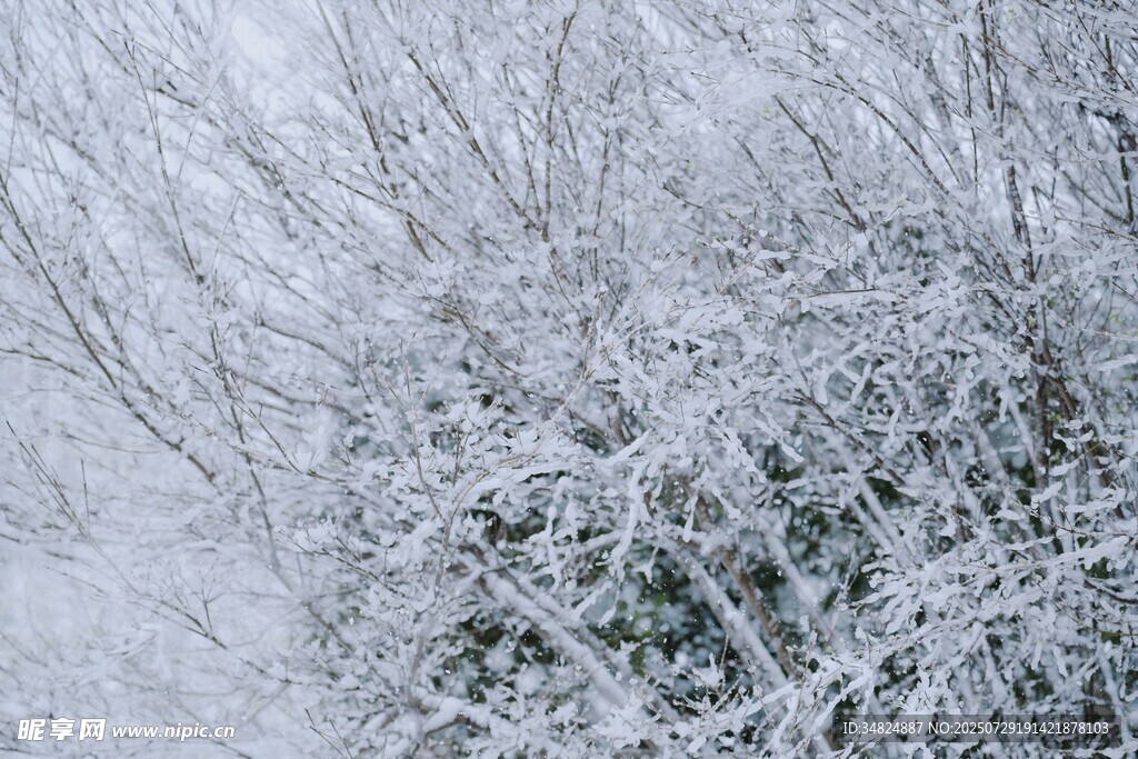 冬日覆雪樹枝景觀