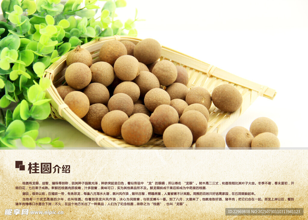 桂圓介紹