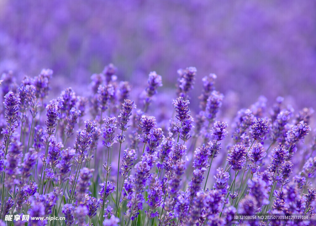 紫色薰衣草花海美景