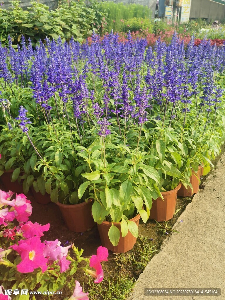 多彩花卉盆栽景觀