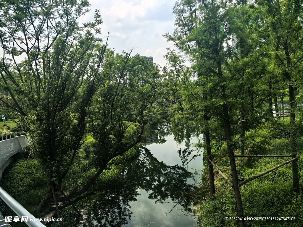 林間蜿蜒小河的自然景致