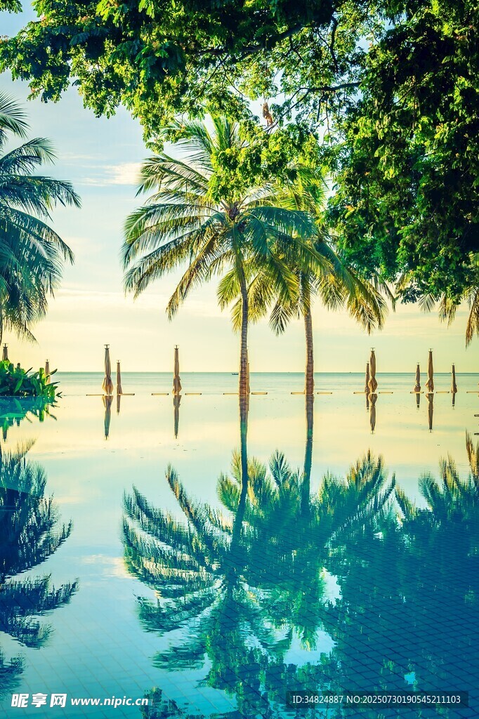 海濱泳池畔的椰樹美景