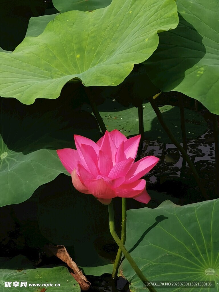 嬌艷荷花綻放于綠葉間