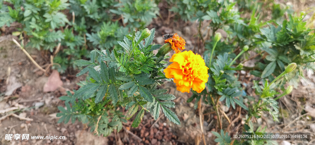 嬌艷綻放的單株黃色花朵