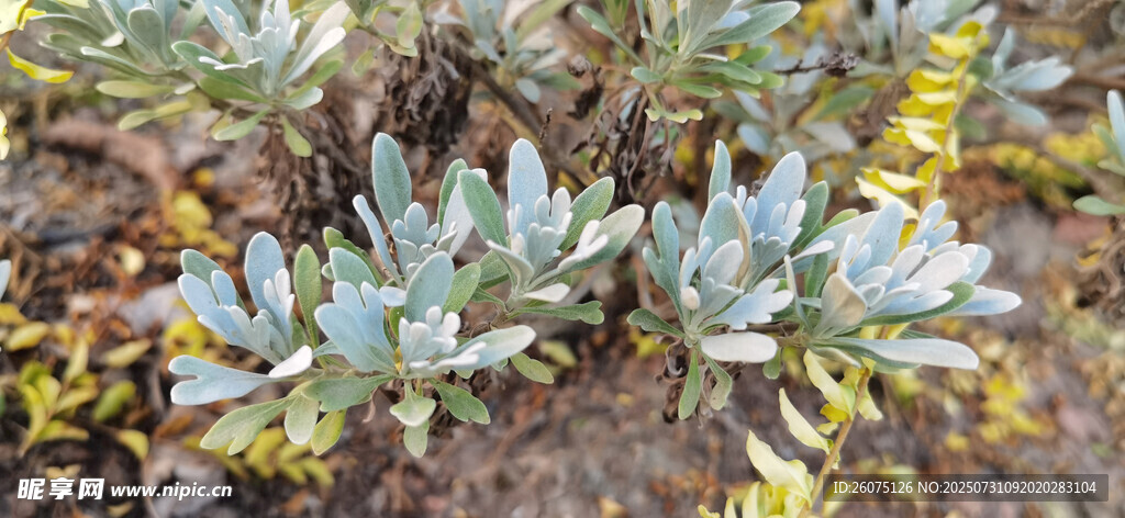 野外生長的灰綠色植物