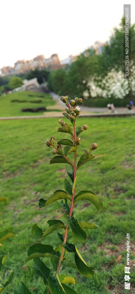 野外草地上枝頭果實特寫