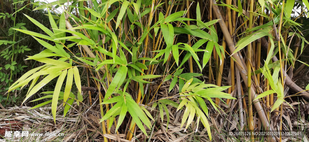 嫩綠新竹