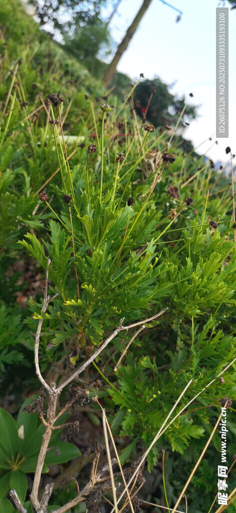 翠綠菊花植株