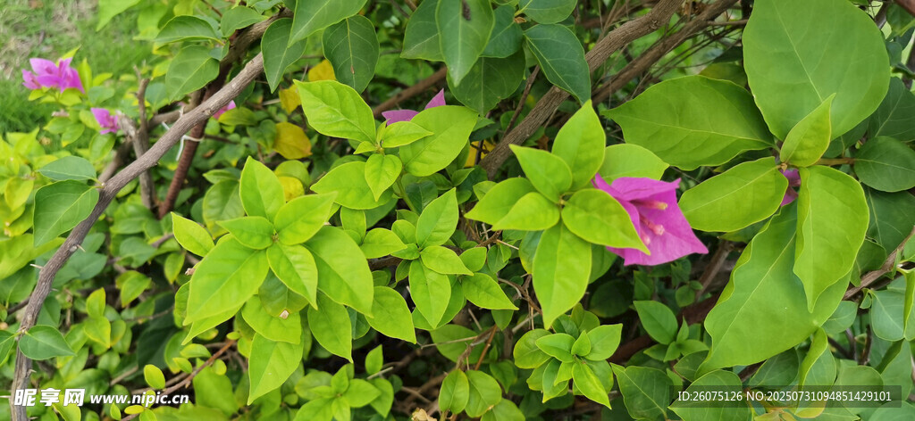 綠葉叢中的嬌艷紫色三角梅花