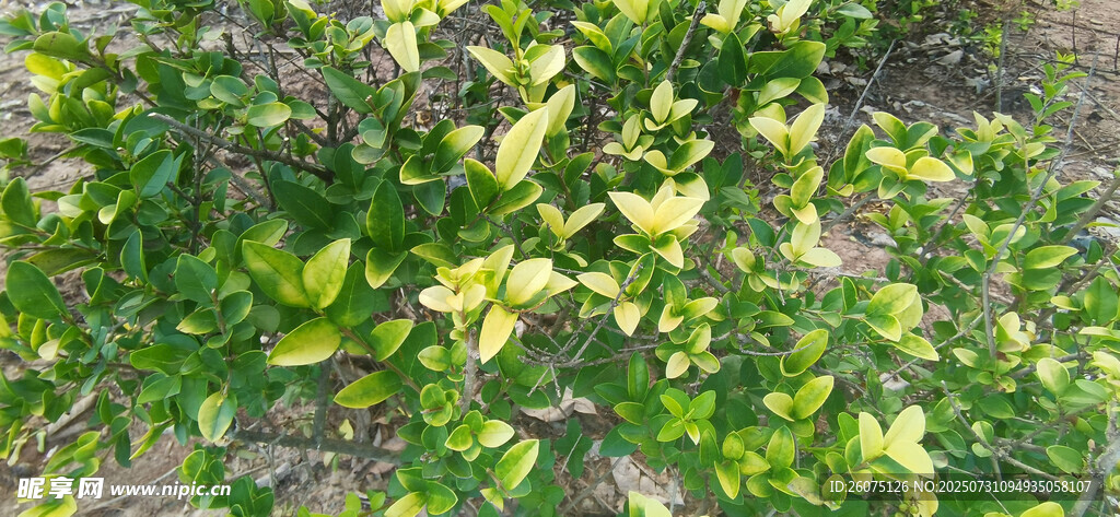翠綠繁茂的植物葉片