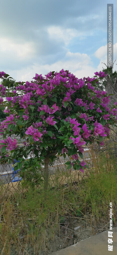 綻放的繁花