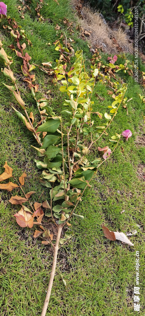 草地上枯萎的樹枝與多彩落葉