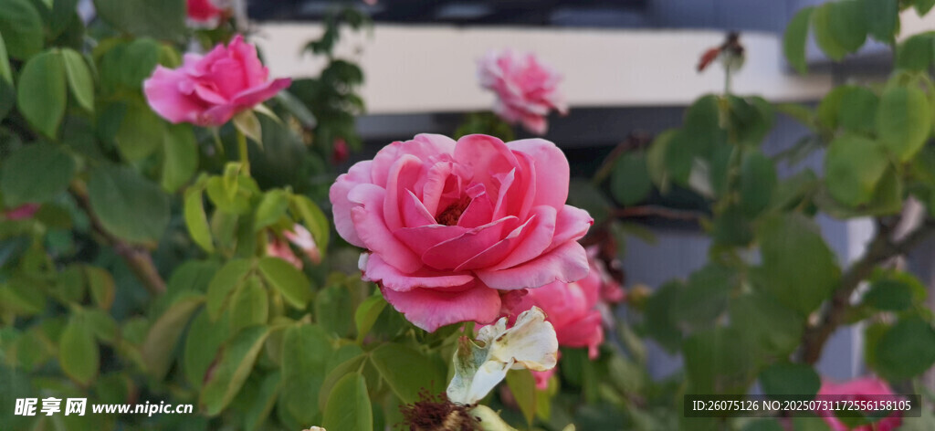 嬌艷綻放的粉色月季花