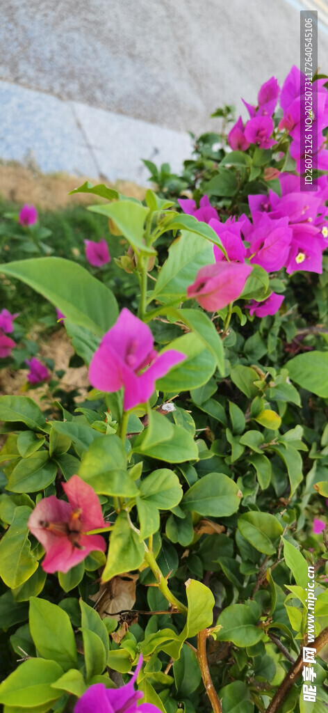 嬌艷綻放的紫色三角梅花卉
