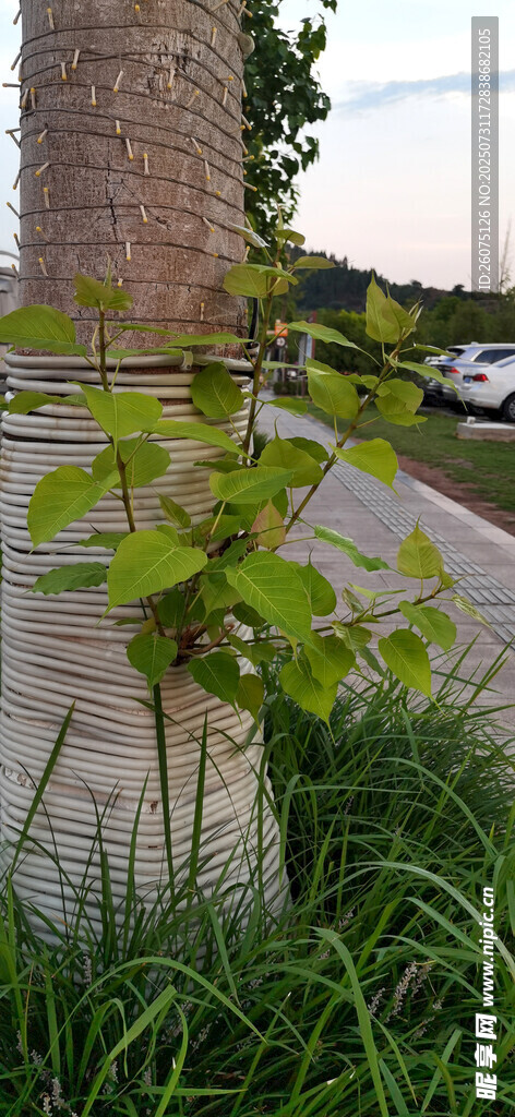 路邊樹干與新枝生機(jī)盎然