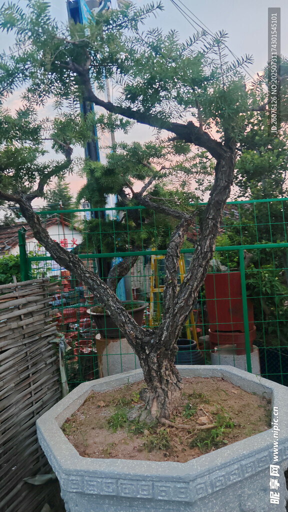 精致盆景