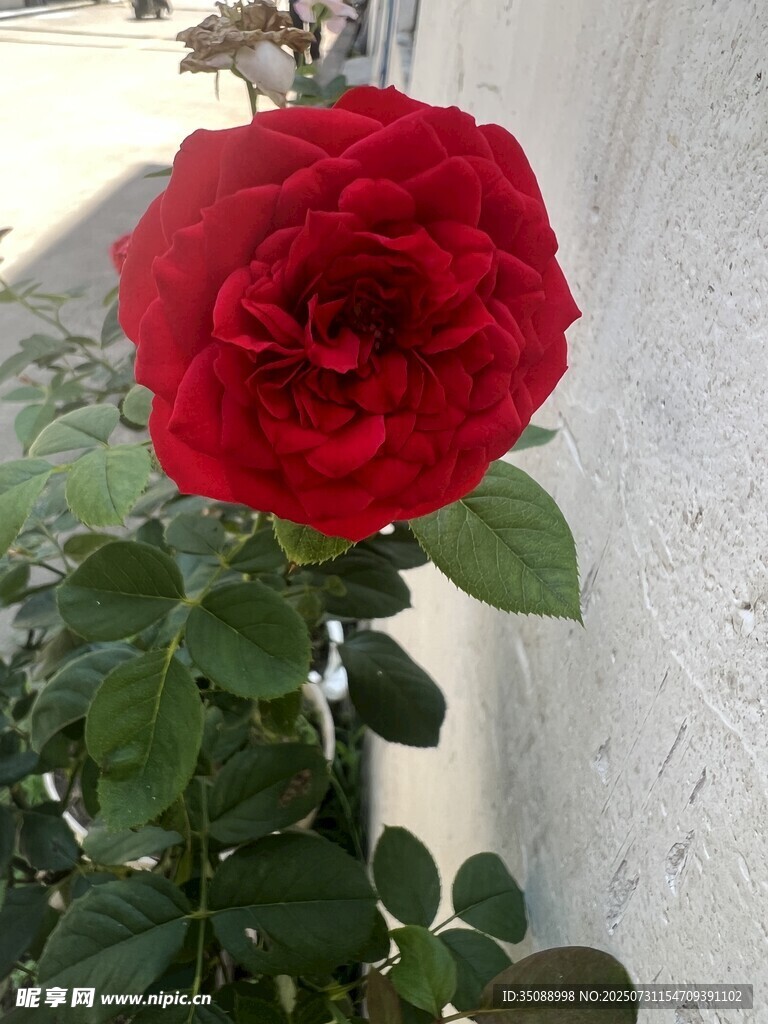 嬌艷紅玫瑰綻放