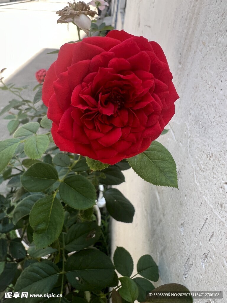 嬌艷紅玫瑰綻放