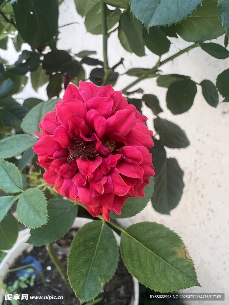 嬌艷紅玫瑰綻放