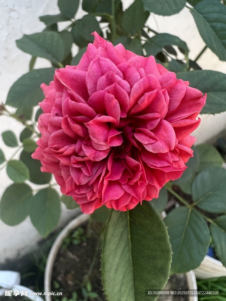 嬌艷盛開的粉色月季花