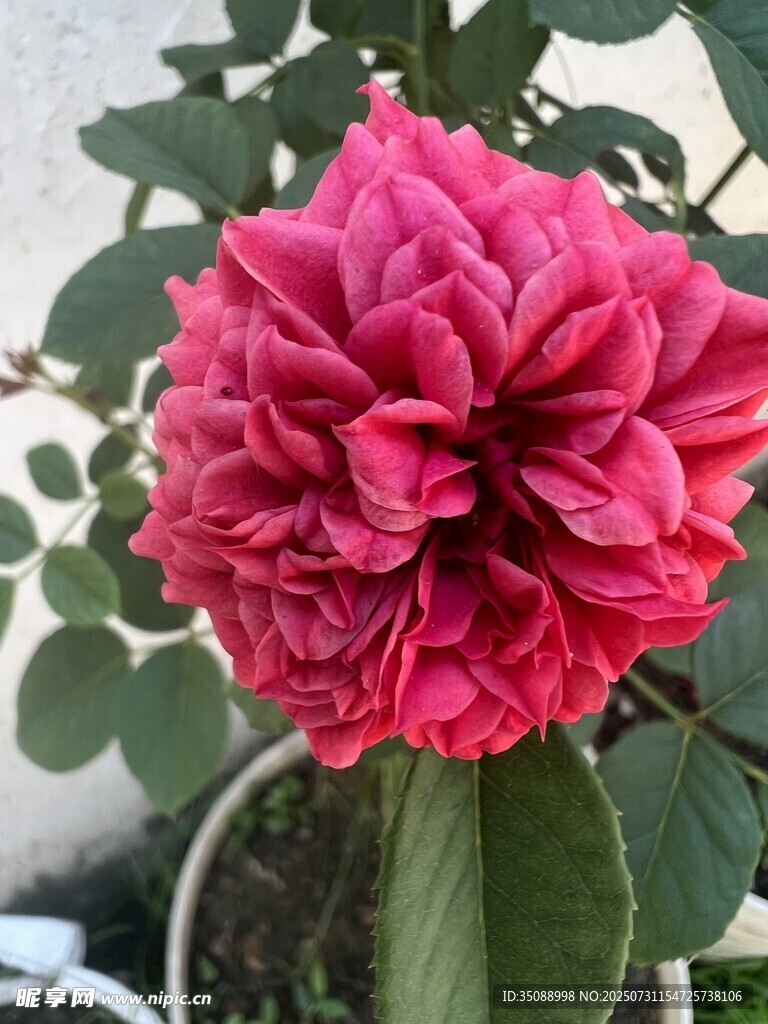 嬌艷盛開的粉紅色月季花