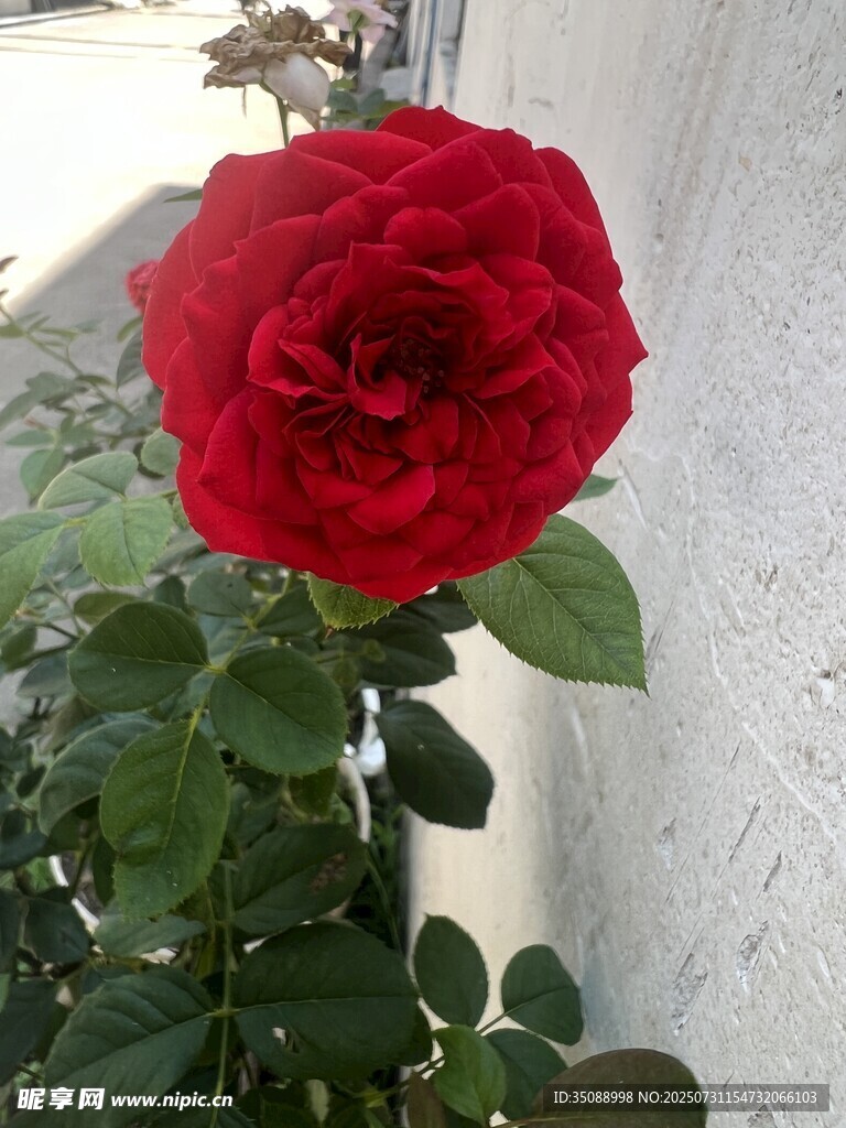 嬌艷紅玫瑰綻放