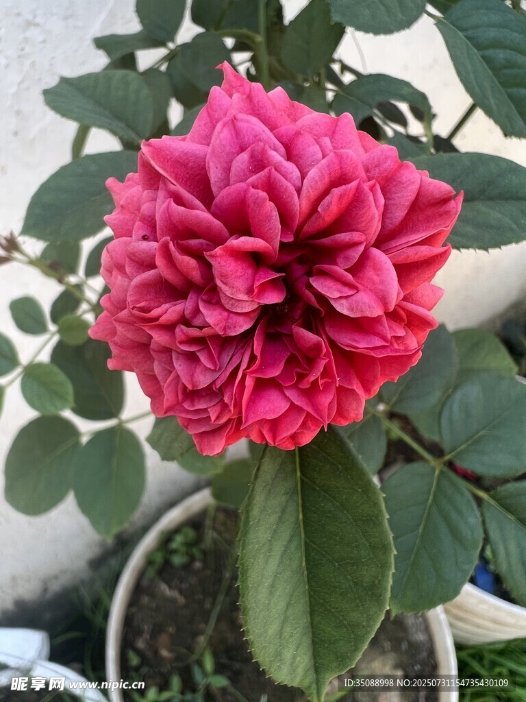 嬌艷盛開的粉色月季花