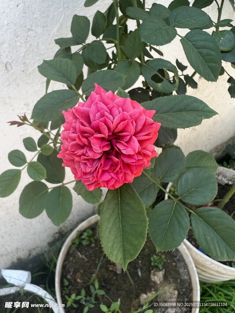 嬌艷粉色月季花盆栽