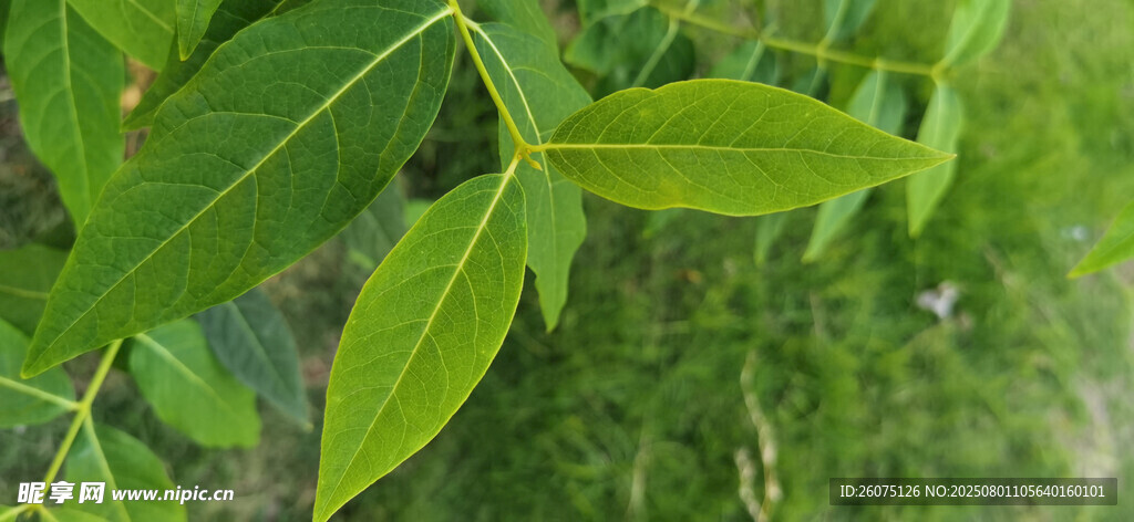 嫩綠葉片特寫