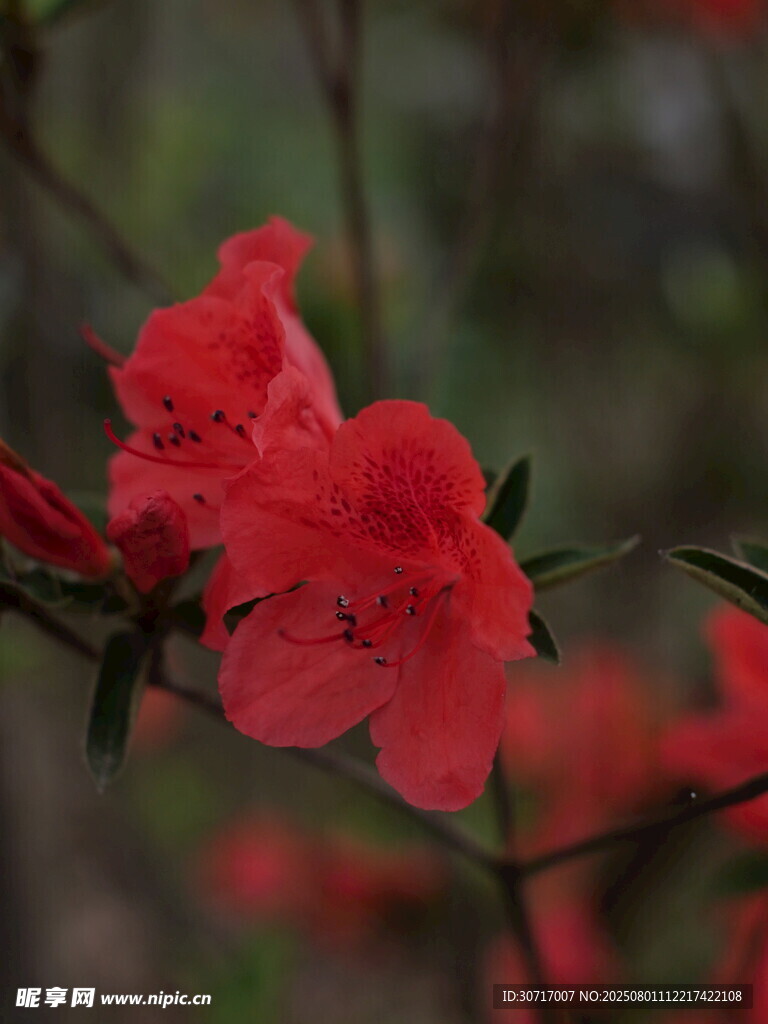嬌艷紅杜鵑綻放枝頭