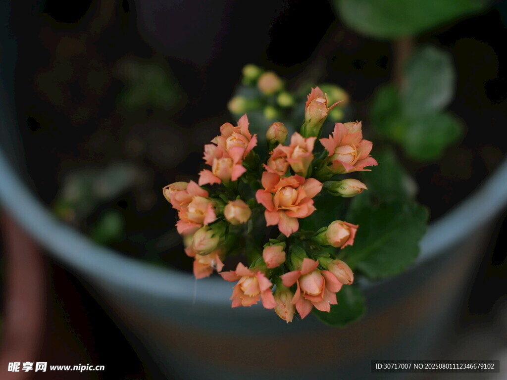 橙色長壽花特寫