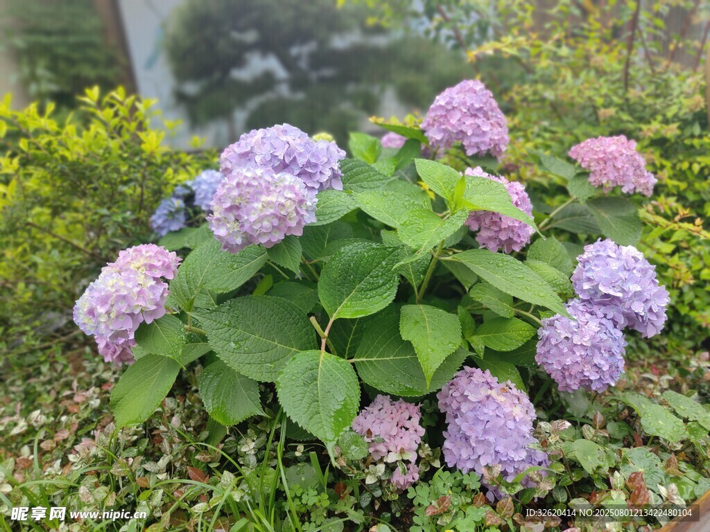 美麗繡球花綻放于草叢