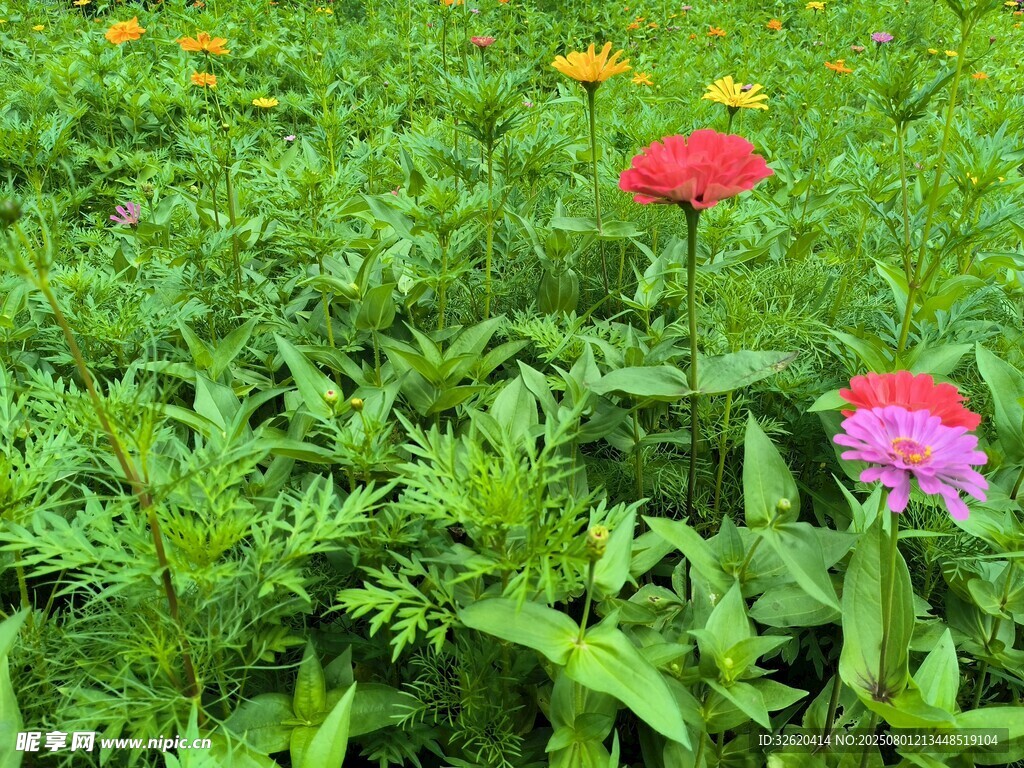 多彩花草點(diǎn)綴綠色草地