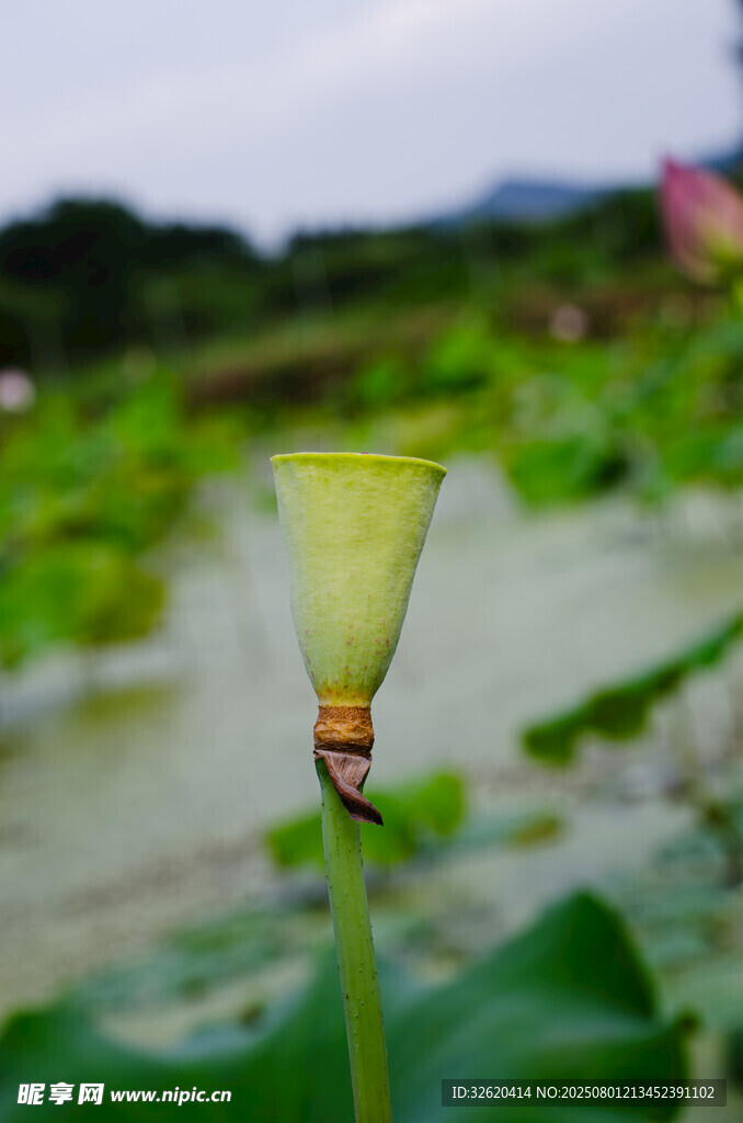 含苞待放的清新荷花花苞
