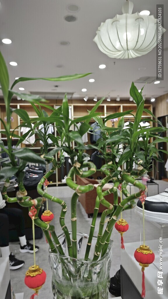 室內(nèi)綠植裝飾場景