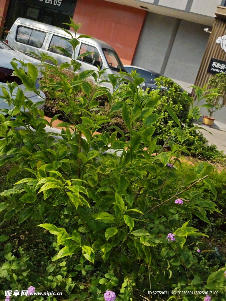 路邊繁茂綠植與紫色小花