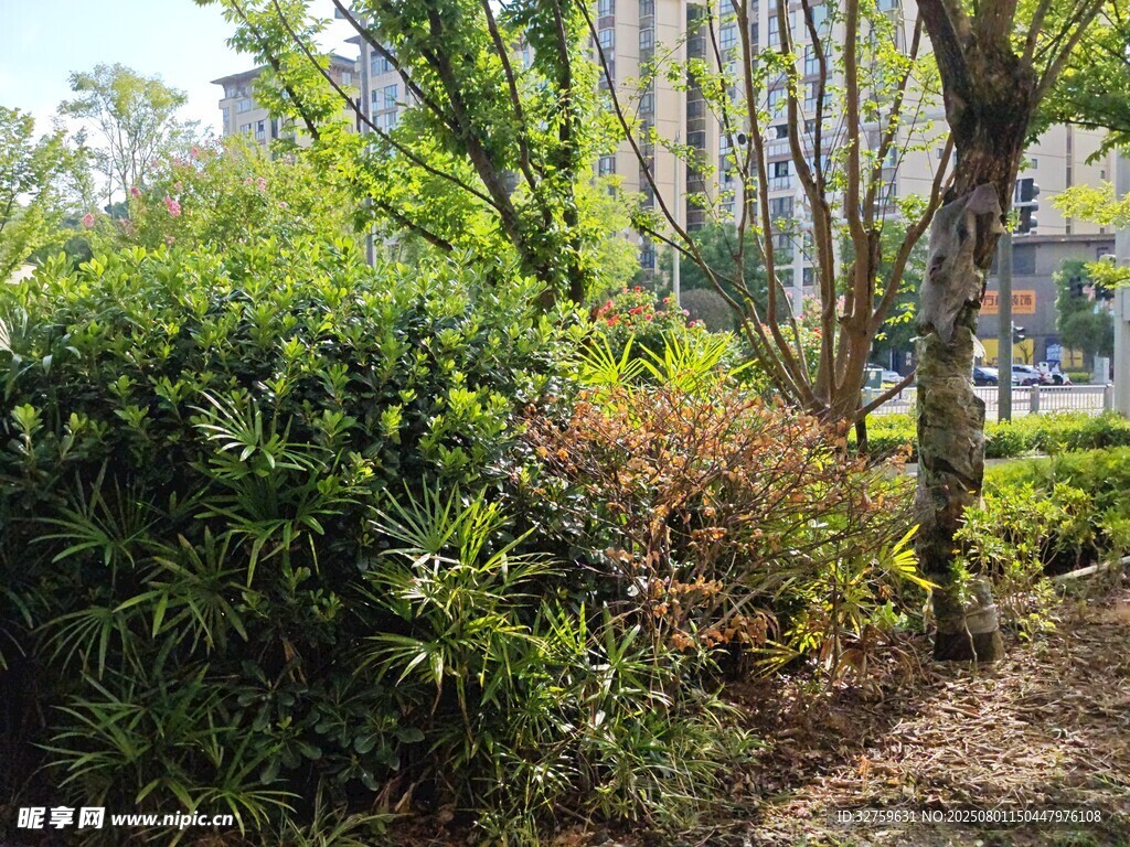 城市街邊綠植景觀