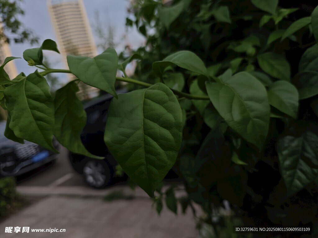 綠葉繁茂的植物特寫