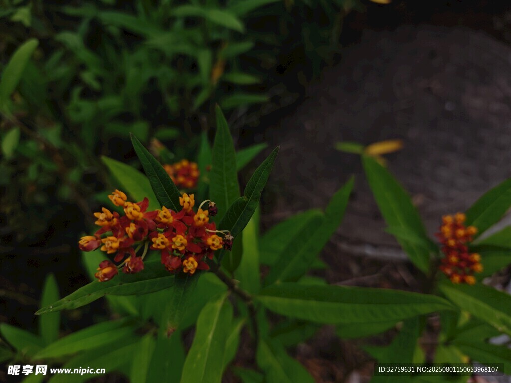 綠葉間的橙紅小花