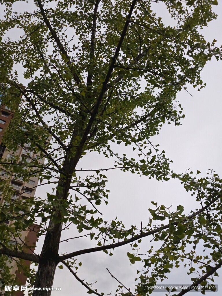挺拔樹(shù)木枝葉繁茂