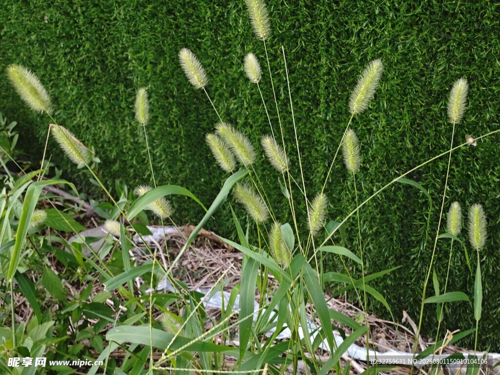 草叢中的狗尾草