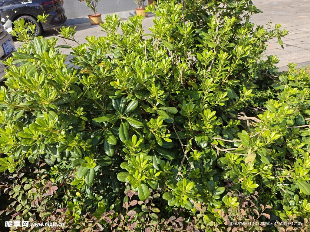 翠綠繁茂的戶外灌木叢