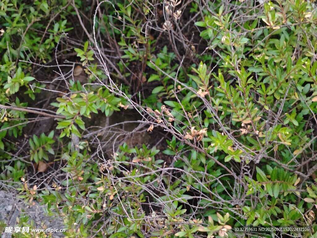 繁茂綠植特寫