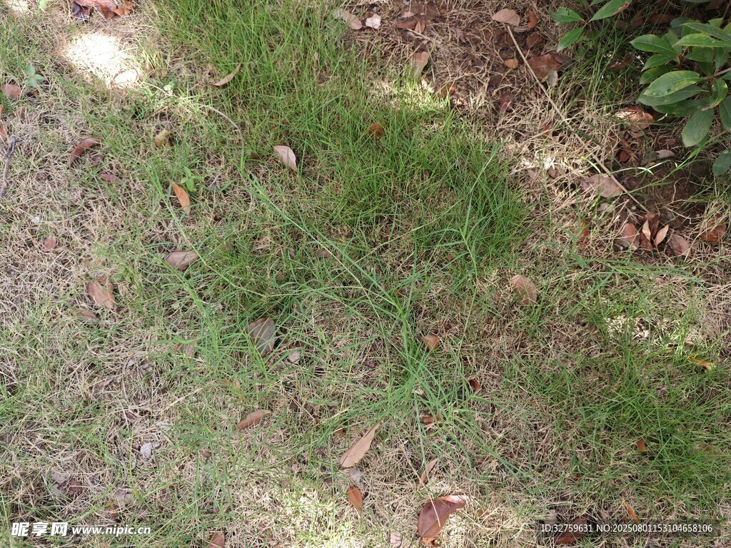 地面上的斑駁草地