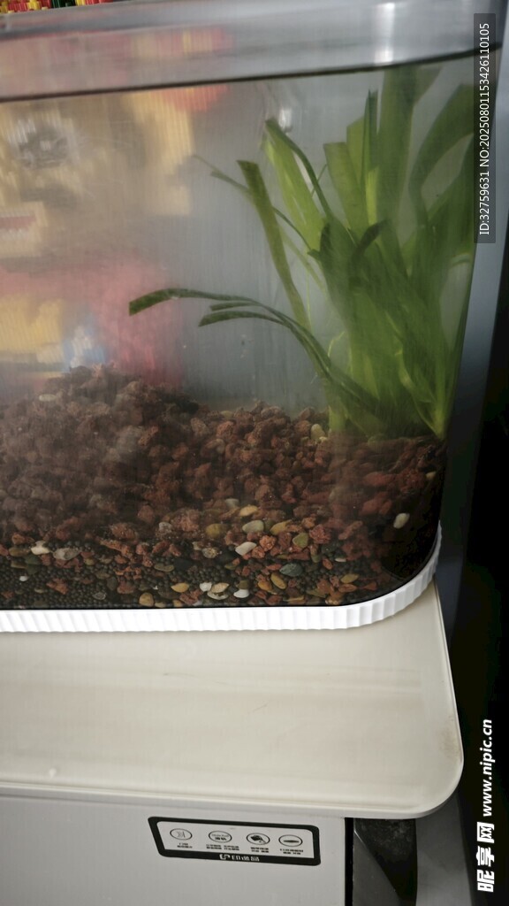 小型水族箱內(nèi)的綠植景觀