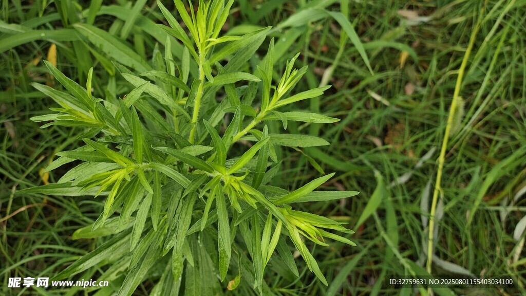 嫩綠植物特寫