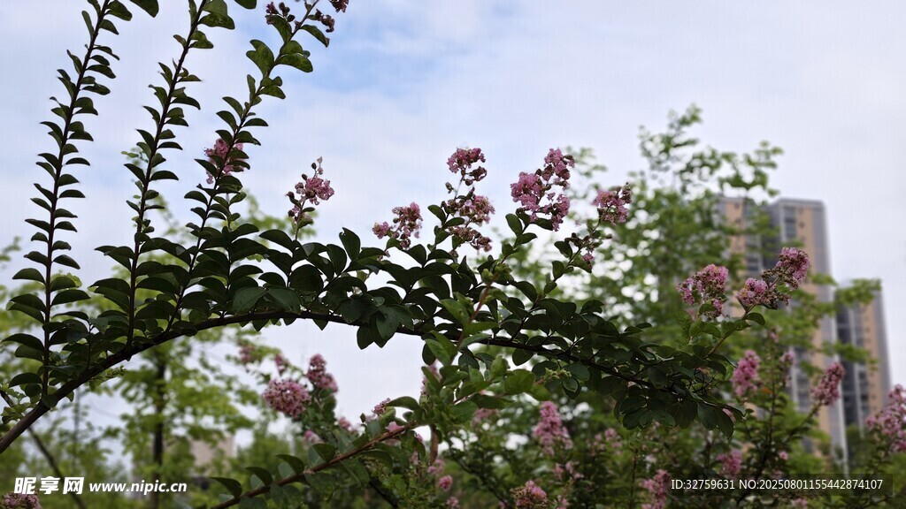 繁花滿枝的綠植景觀